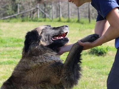 Montorio, attestati di Operatore canile per 15 detenuti
