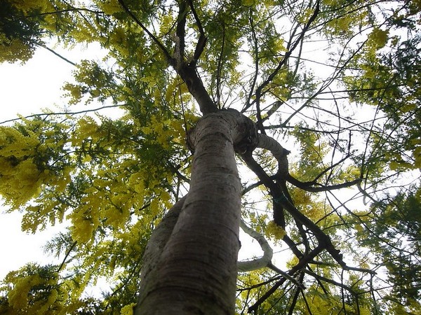 Albero di mimosa