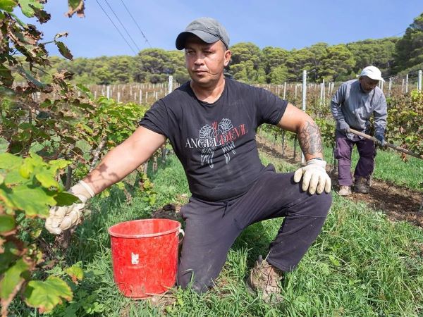 Da Gorgona a Tokyo i vini prodotti dai detenuti