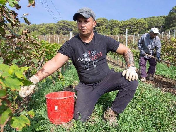 Da Gorgona a Tokyo i vini prodotti dai detenuti