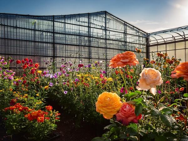 Fiori