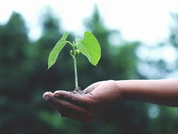 natura - agricoltura - foto generica (Credit: Pexels)