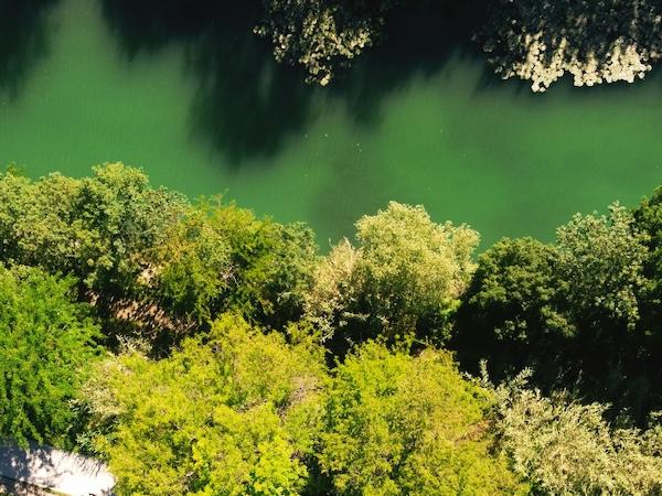 Alberi, fiume che scorre. Immagine generica per ambiente, tutela dell'ambiente, reati ambientali (Credit: Pexels)